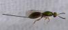 Torymus sp.